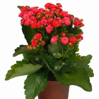 Kalanchoe vermelho