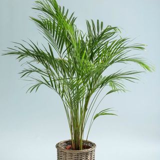 Palmier Areca - Decor Exotic Și Purificator