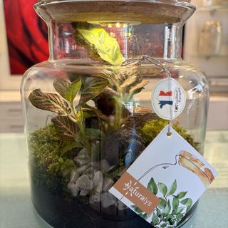 TERRARIO PLANTAS CON LUZ