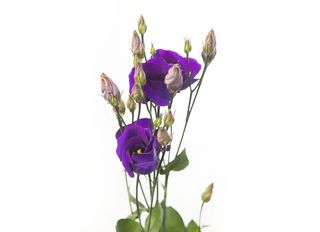 1 Еустома, лилава