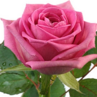 1 różowa róża PREMIUM 