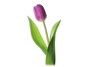 Лилаво Лале 1 Бр