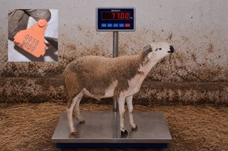 00155050 - 77 Kg