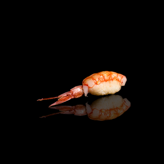 Nigiri ama ebi - 2 pezzi