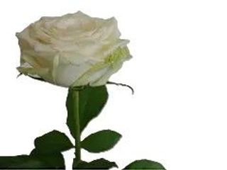 Rosa bianca grande