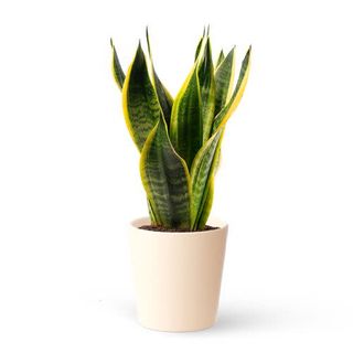 Sansevieria Trifasciata - Lengua De Suegra