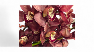 Cymbidium orhideja grana