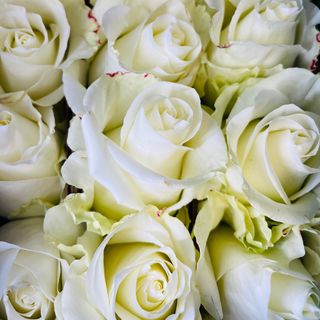 Róża biała ( 50 SM ) (000012)