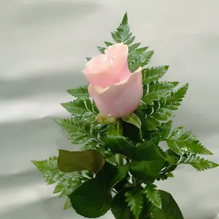 Rosa rosa decorada