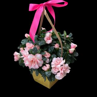 Azalee in punga de cadou