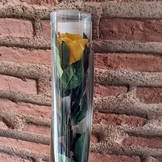 Rosa eterna preservada amarilla