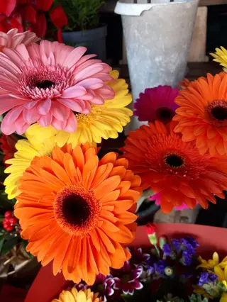 Gerbera singola 1 pezzo
