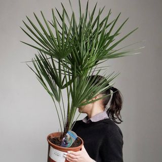 Пальма Хамеропс 