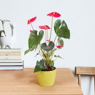 Planta Anthurium