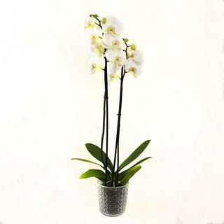 Orquídea Blanca