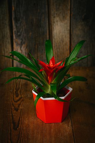 Червена гузмания