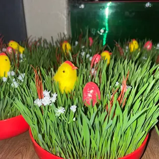 ჯეჯილი