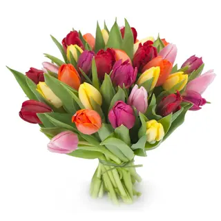 Solo tulipani misti 