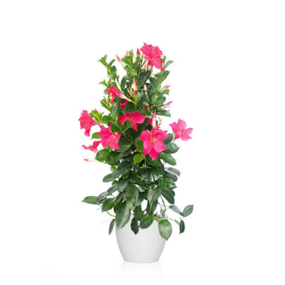 Dipladenia