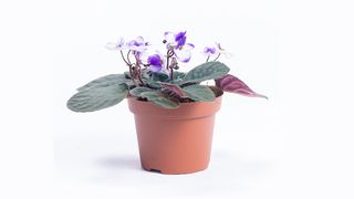 Afrička ljubičica šarena