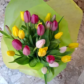 Tulipani