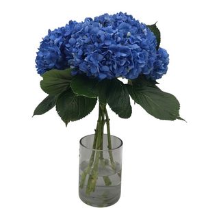 Hortenias Azules Premium