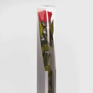 Rosa eterna roja con tallo 55 cm