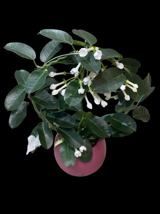 Iasomie in vas ceramic