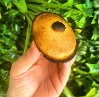 Pasticciotto con crema e amarena