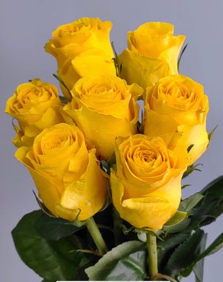 Bukiet z 7 róż żółtych 