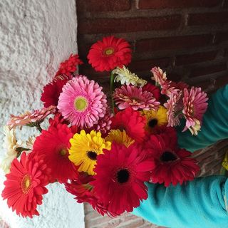 Gerberas. Gran ramo de 20 gerberas