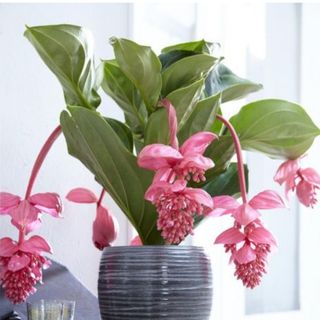 Medinilla