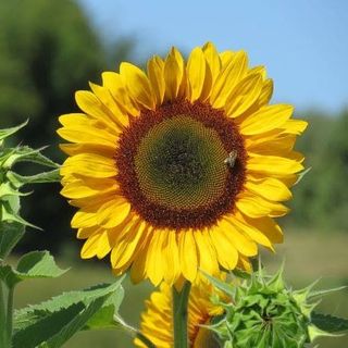 Girasole un pezzo