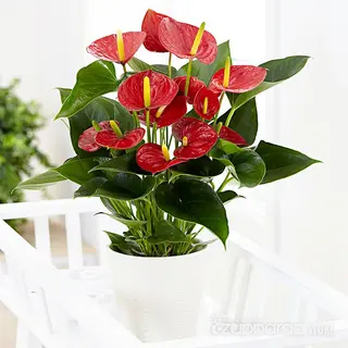 Anthurium Red With Pot ceramic