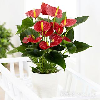 Anthurium Red With Pot ceramic