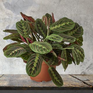 Planta Marantha (PLANTA CARE SE ROAGA)