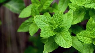 Мята 