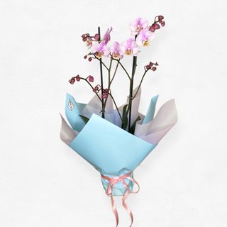 Orhidee Phalaenopsis roz