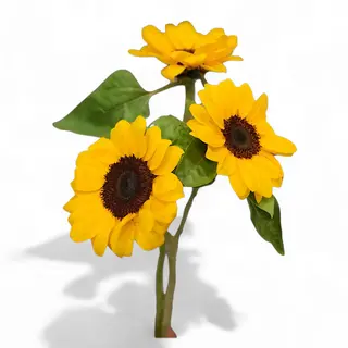 Girasole singolo