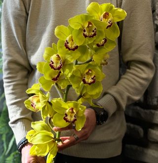 ყვითელი ორქიდეა