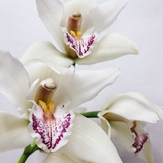 ჰოლანდიური ორქიდეა (თეთრი)