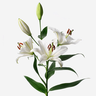 Paquete de 10 liliums