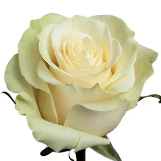 Rosa individual blanca
