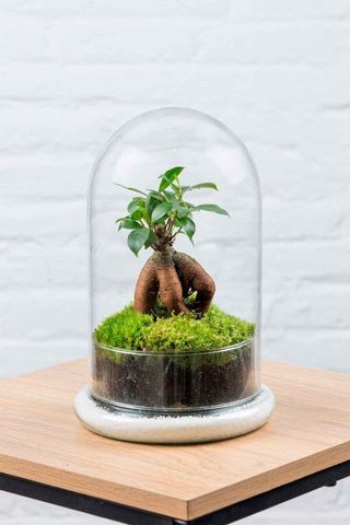 Terrario GinsengMoss