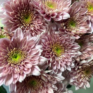 Хризантема цветна (1бр)