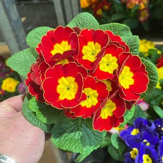 Primula 