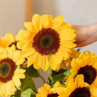 Ramo de 5 girasoles