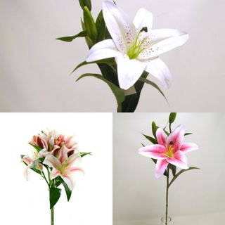 1 ramo Lilium 