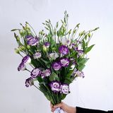 ეუსტომა/ Eustoma