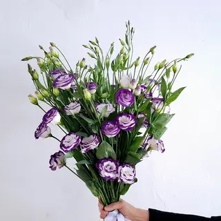 ეუსტომა/ Eustoma